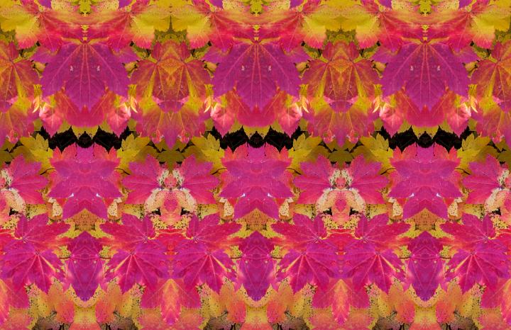 Vine Maple 182c reflected 3.jpg